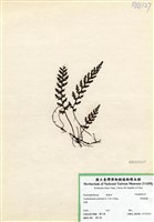 藏品(華東瓶蕨)的圖片